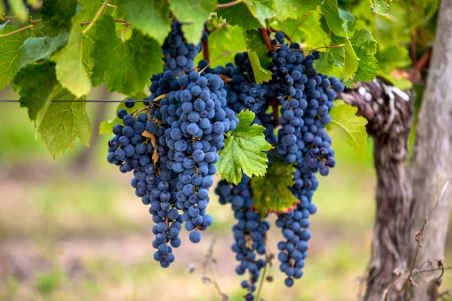 Black Merlot grapes on a vine at St Emilion