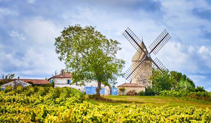 Windmill standing amid vineyard on a hill in Bordeaux region