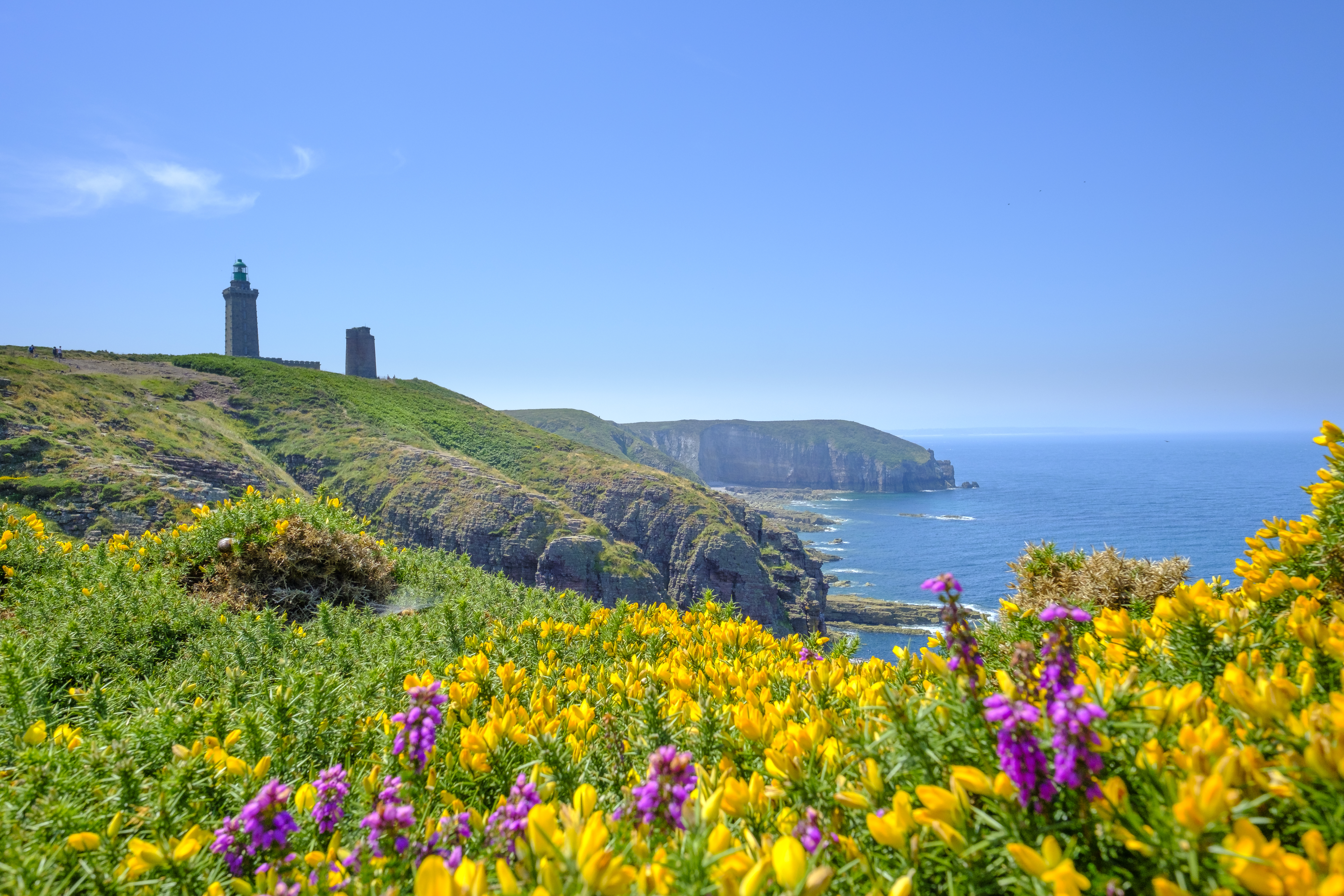 Lighthouse on cliffs with yellow gorse and violet heather in Brittany