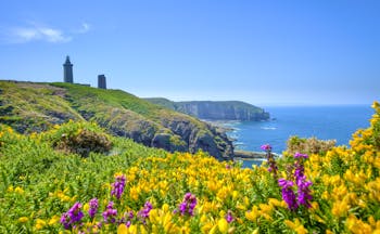 Lighthouse on cliffs with yellow gorse and violet heather in Brittany