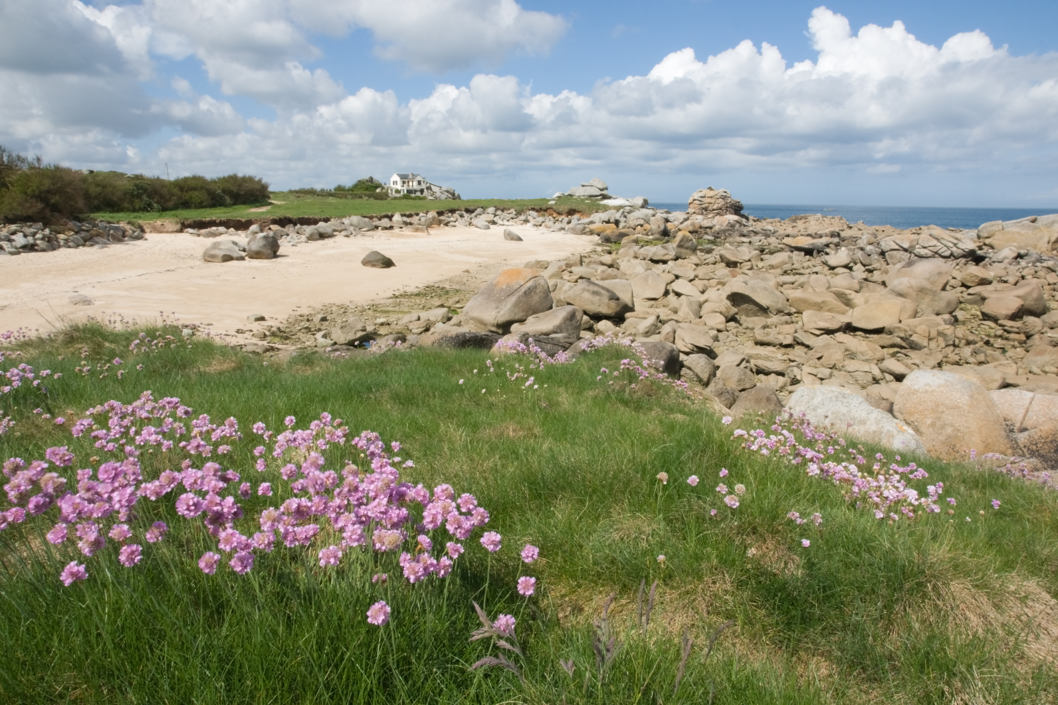 Coastline with rocks sand and pink flowers