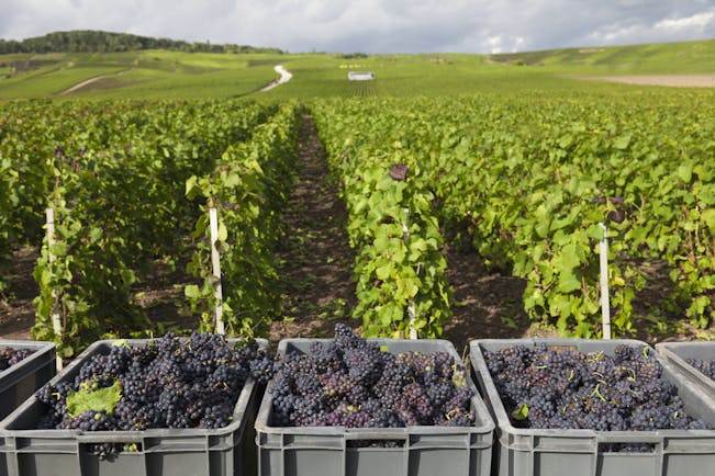Grapes picked in crates in a Burgundy vineyard