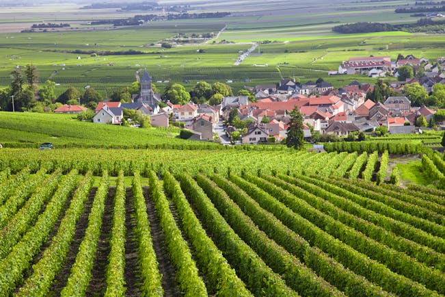 Rows of vines in Burgundy with village in background