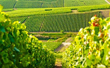 Rows of Champagne vines