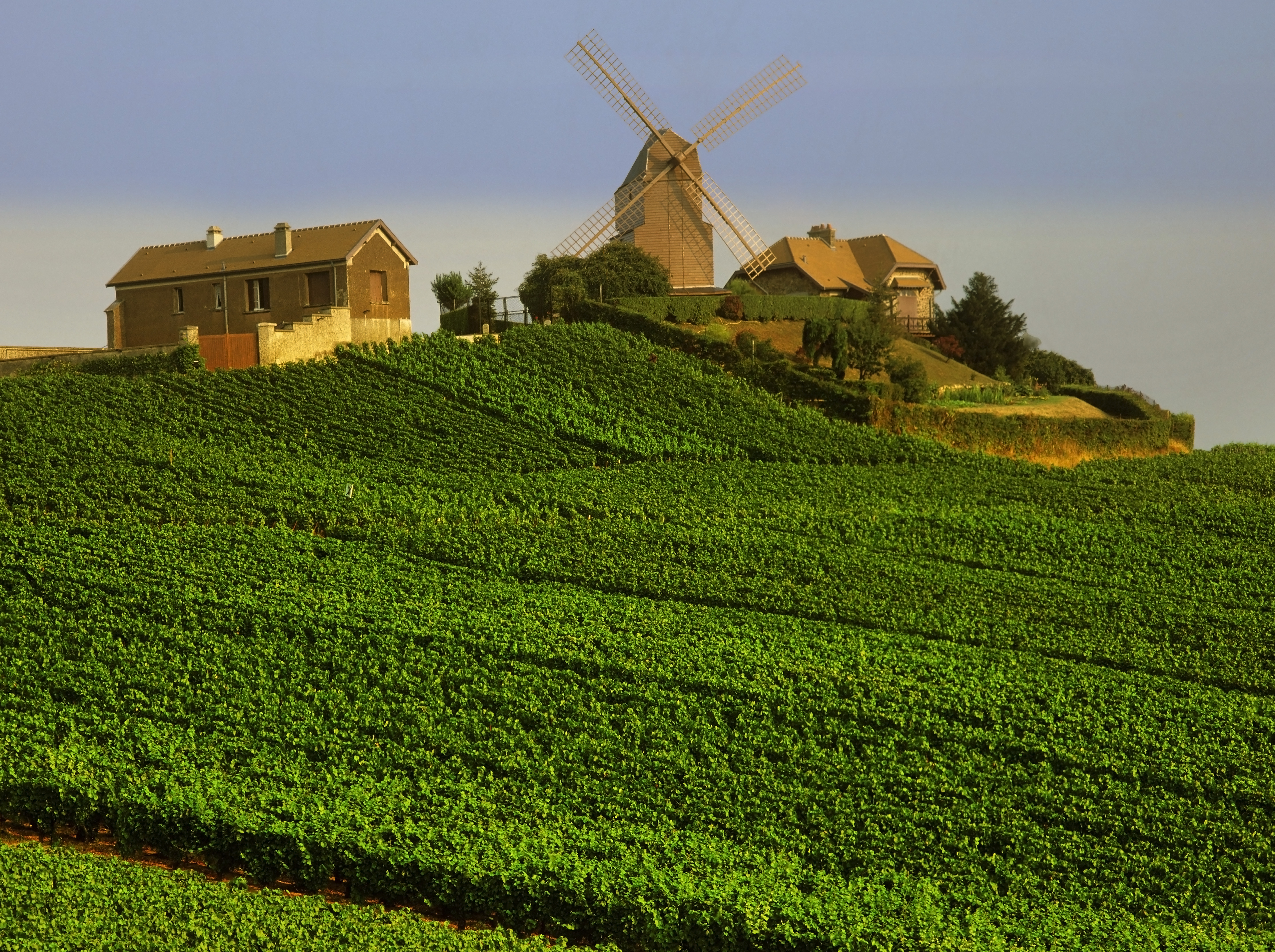View over vineyards and windmill on hill top in the Champagne region