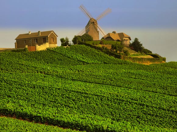 View over vineyards and windmill on hill top in the Champagne region