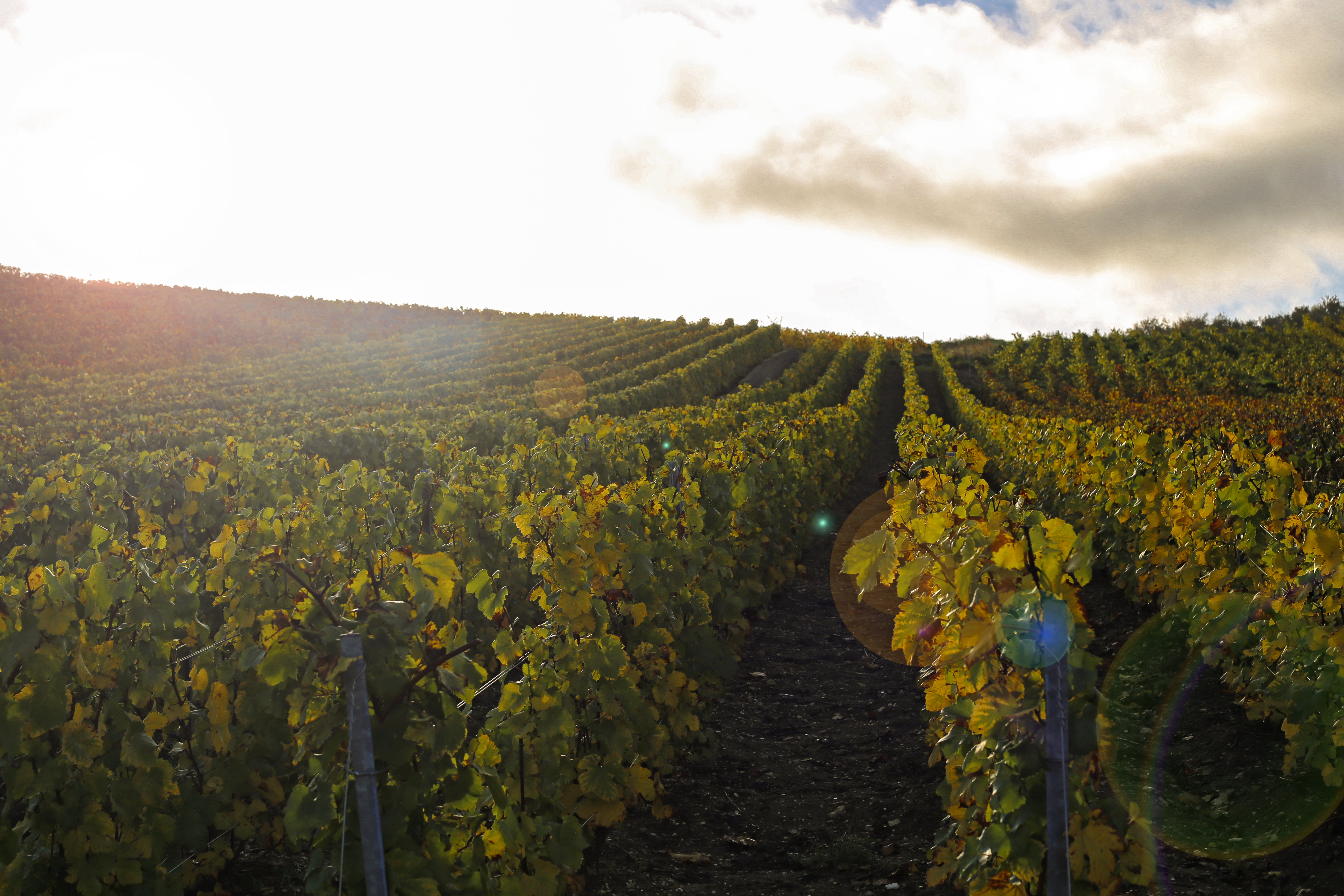 La Briqueterie country hotel in vineyards