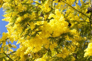 Yellow mimosa flowers in February sunshine on the French Riviera