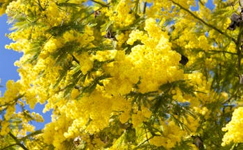 Yellow mimosa flowers in February sunshine on the French Riviera