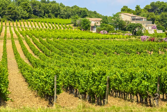Rows of vines with farmhouse in the Herault region of Languedoc Roussillon