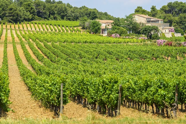 Rows of vines with farmhouse in the Herault region of Languedoc Roussillon