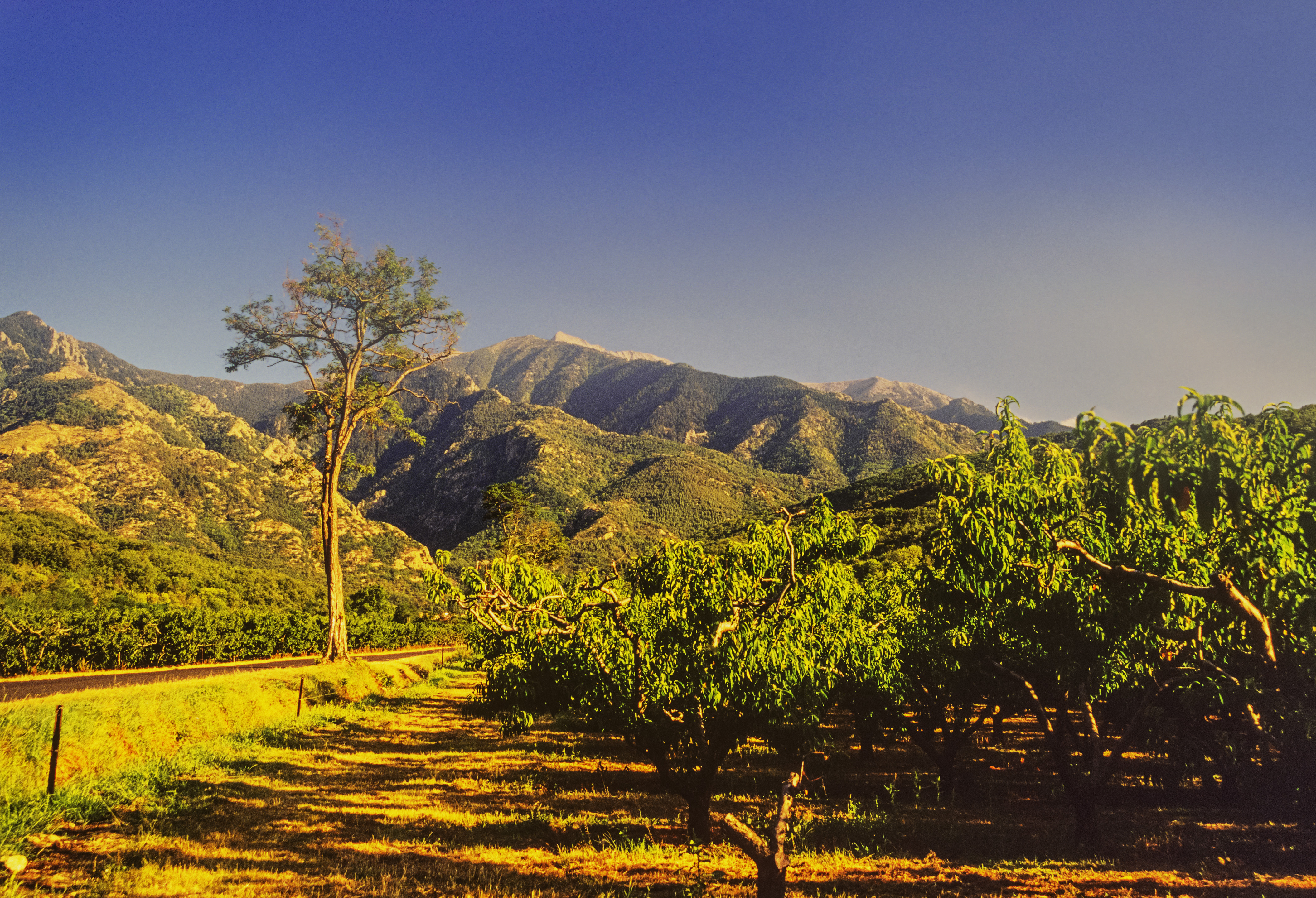 Orchards and vines with Mount Canigou in the distance in Languedoc Roussillon