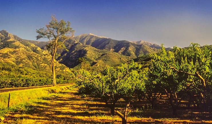Orchards and vines with Mount Canigou in the distance in Languedoc Roussillon