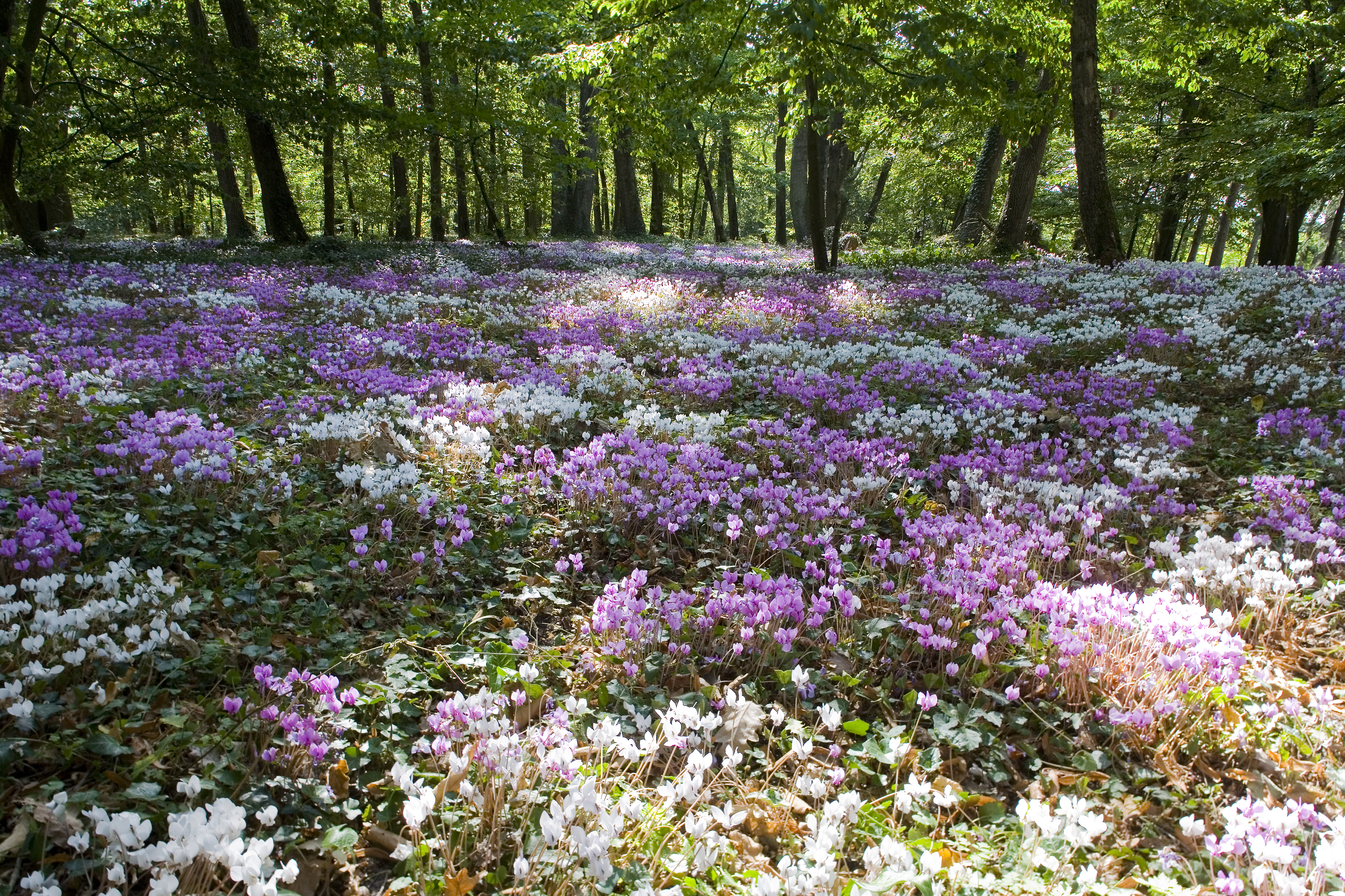 Country history hotel Loire valley Tortiniere