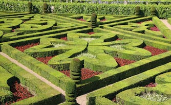 Formal green and red clipped borders in garden