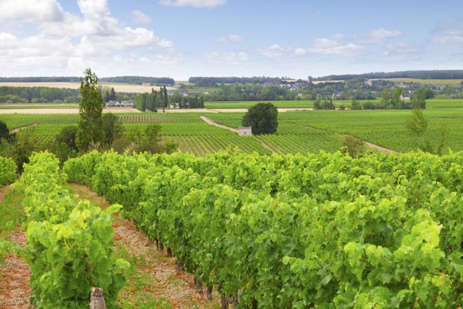 Flat green vines in Loire valley