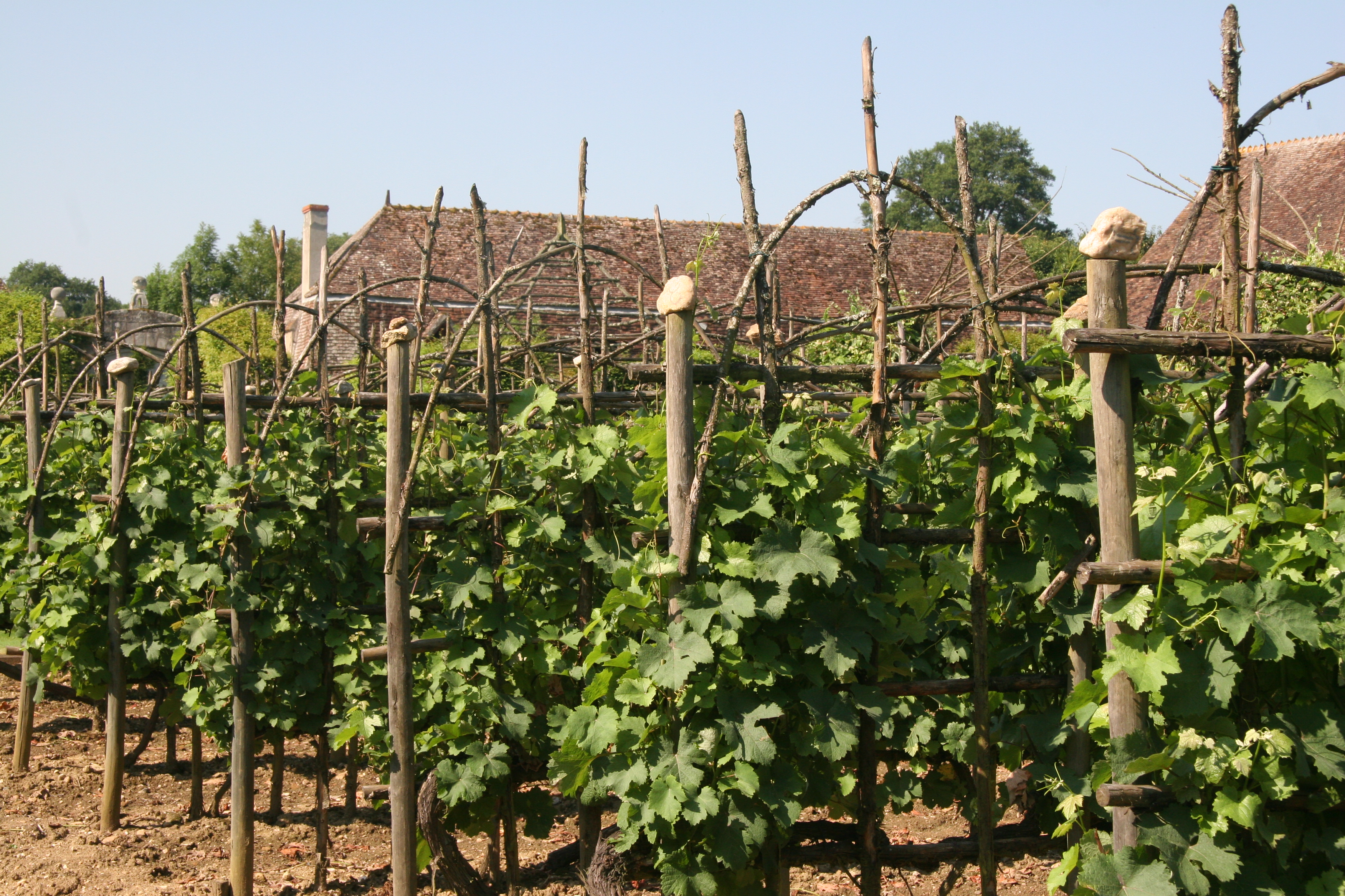 Rows of espalier trees in garden outside building with brown roof at Prieure d'Orsan
