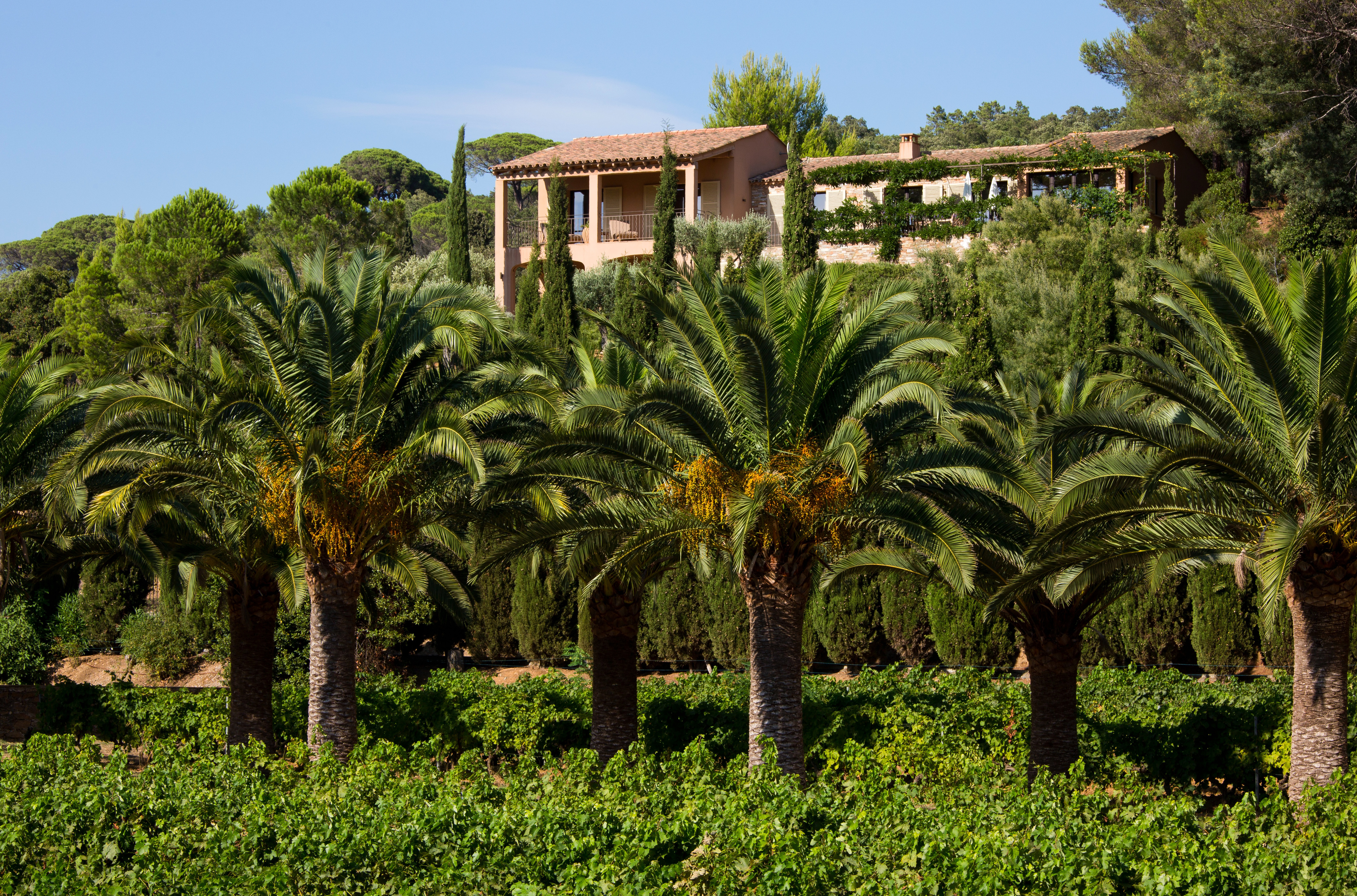 Chateau de Valmer palms with building in distance
