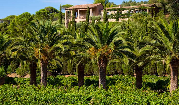 Chateau de Valmer palms with building in distance