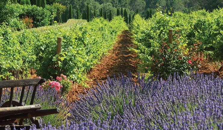 Chateau de Berne Provence vineyard lavender plants pink flowers old wooden wheelbarrow