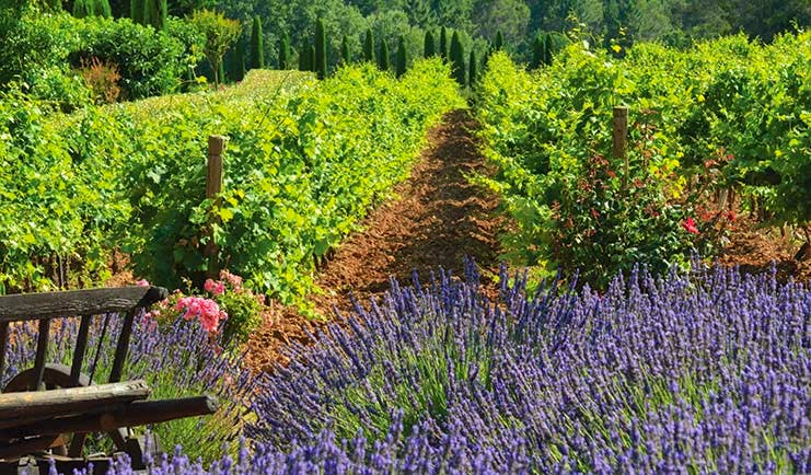 Chateau de Berne Provence vineyard lavender plants pink flowers old wooden wheelbarrow
