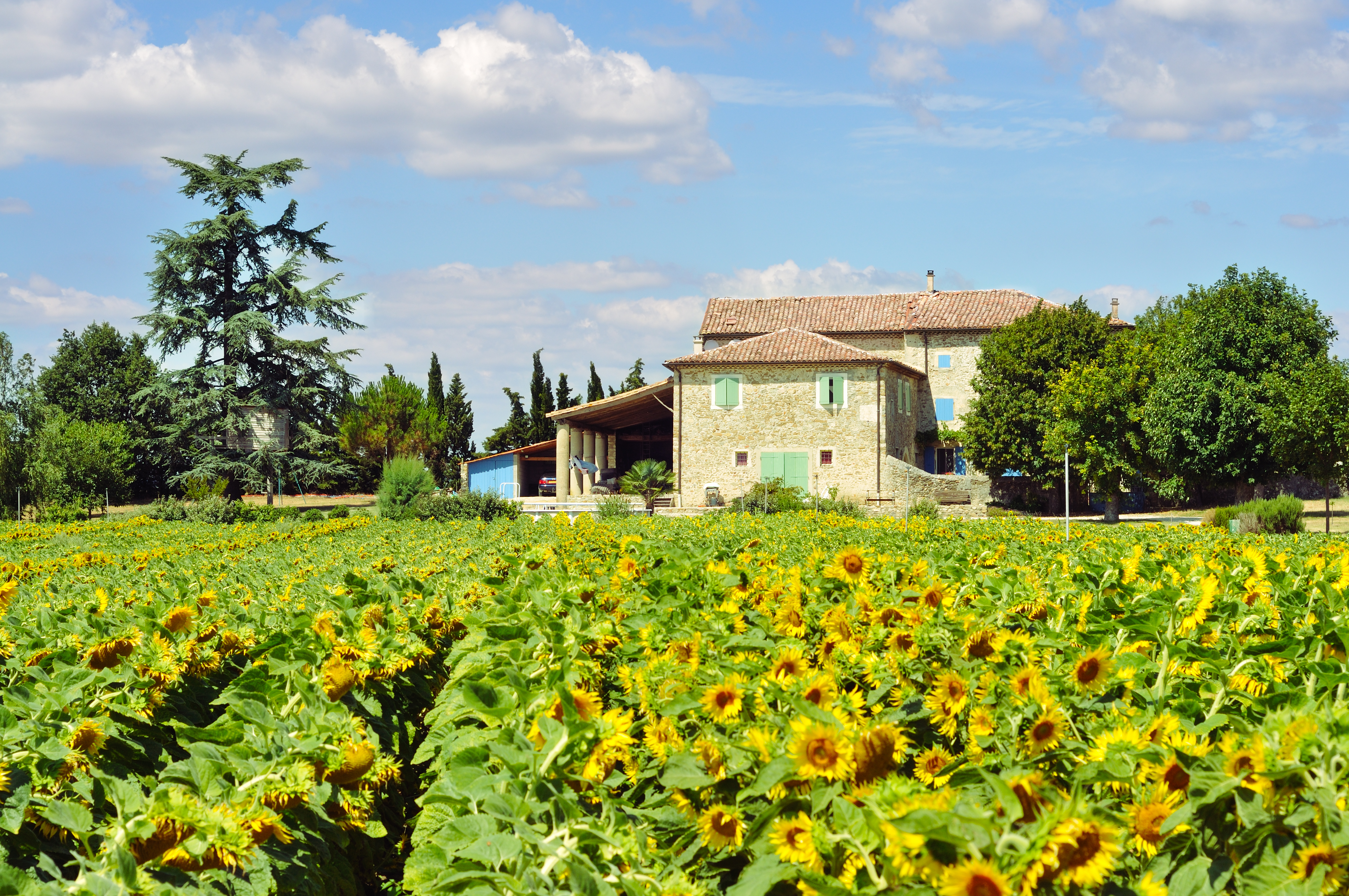 sunflowers in field with farmhouse with green shutters in provence