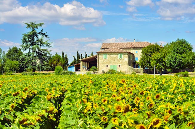sunflowers in field with farmhouse with green shutters in provence