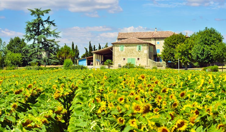 sunflowers in field with farmhouse with green shutters in provence