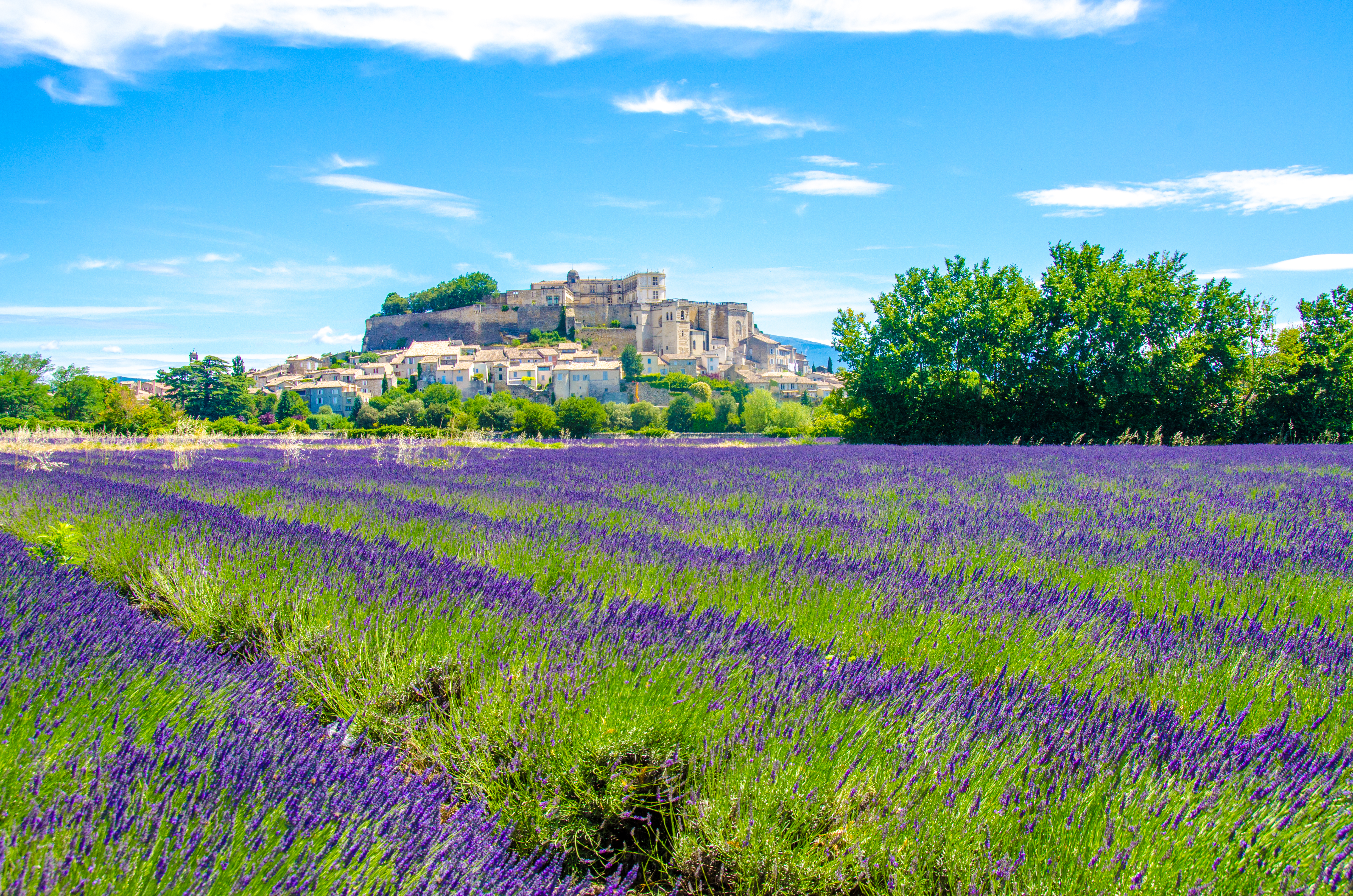 lavender beds in summer bloom with village behind in provence