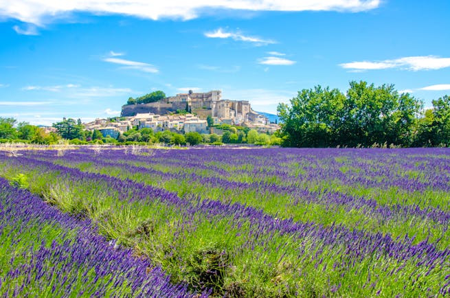 lavender beds in summer bloom with village behind in provence