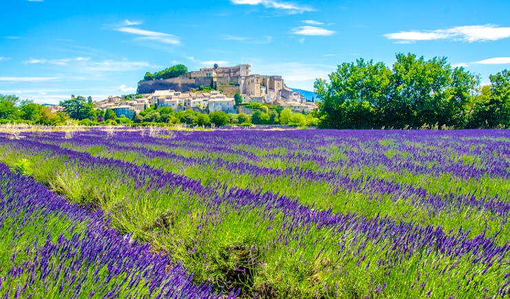 lavender beds in summer bloom with village behind in provence