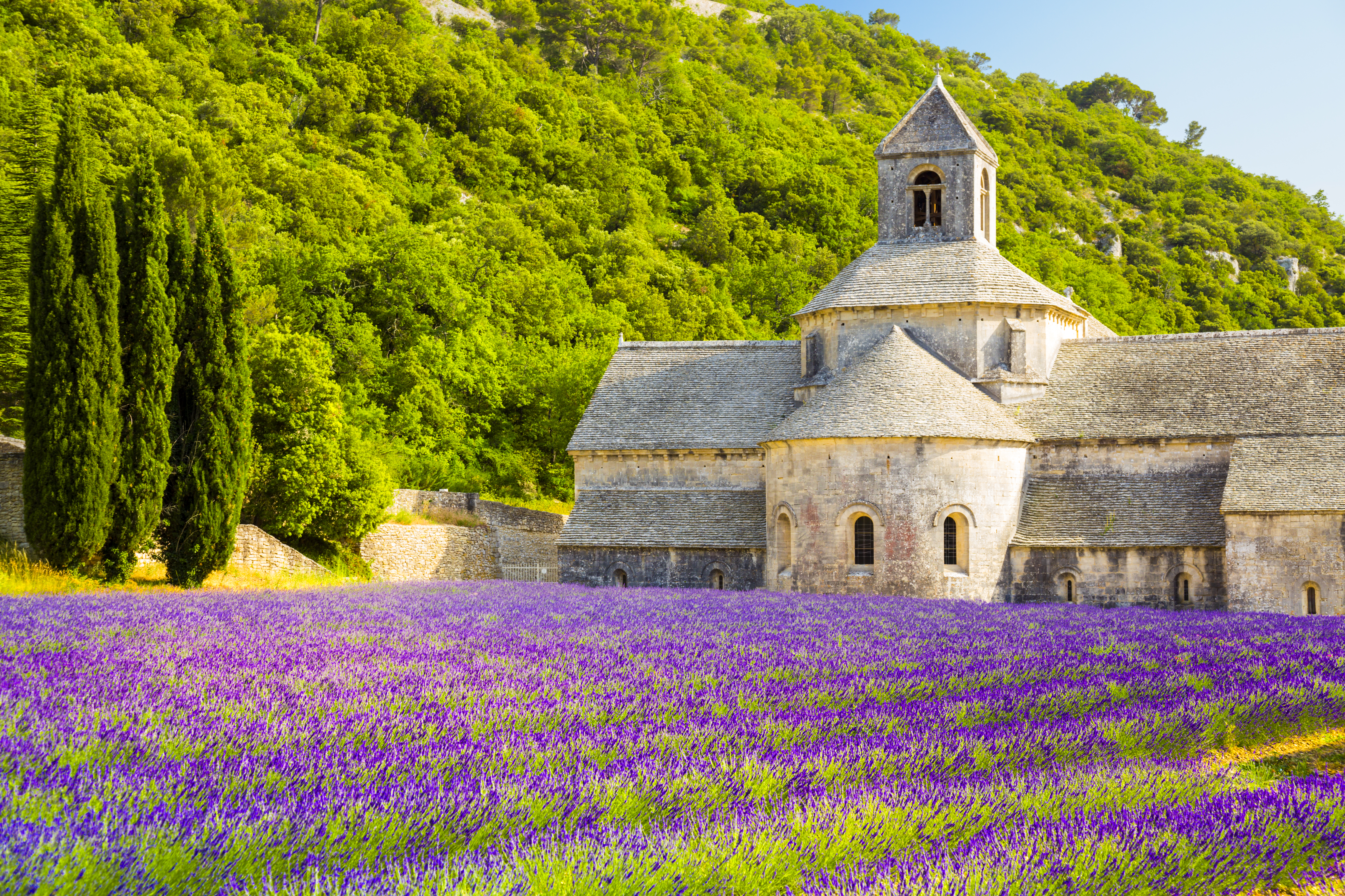 Field of lavender in foreground at the Abbaye de Senanque in Provence