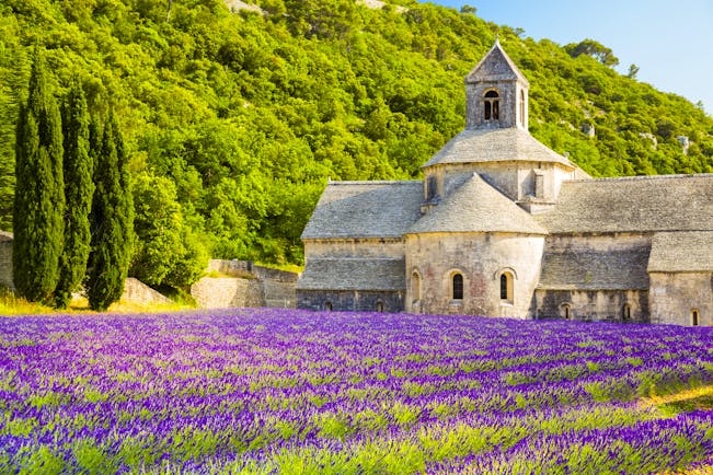 Field of lavender in foreground at the Abbaye de Senanque in Provence