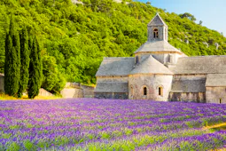 Provence in lavender season - the reality behind the photographs Provence in lavender season - the reality behind the photographs