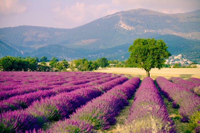 Rows of purple lavender fields with hills in background in Provence