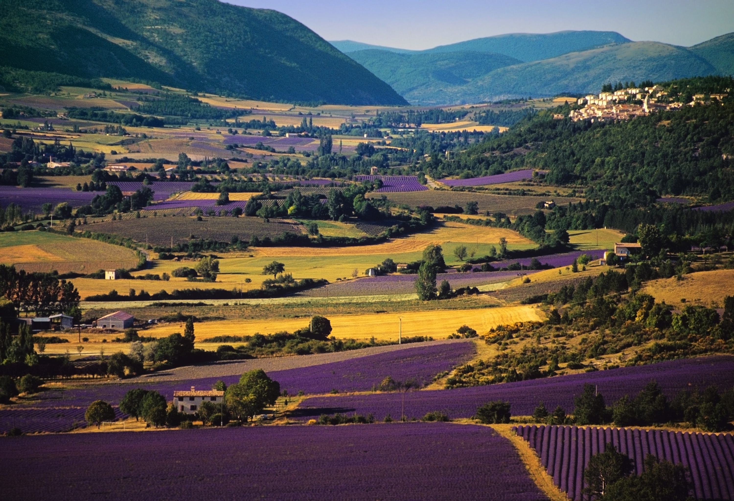 Lavender and yellow fields in the Valensole plateau of Provence