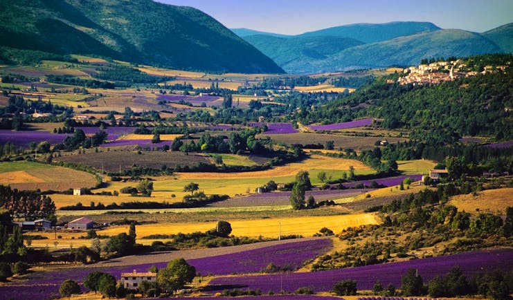 Lavender and yellow fields in the Valensole plateau of Provence