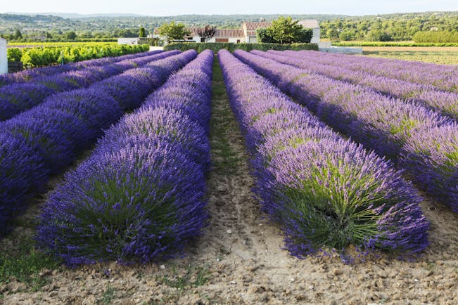 Lavender beds of deep purple colour with blue sky in Provence