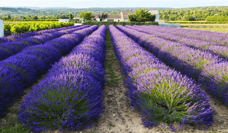 Lavender beds of deep purple colour with blue sky in Provence