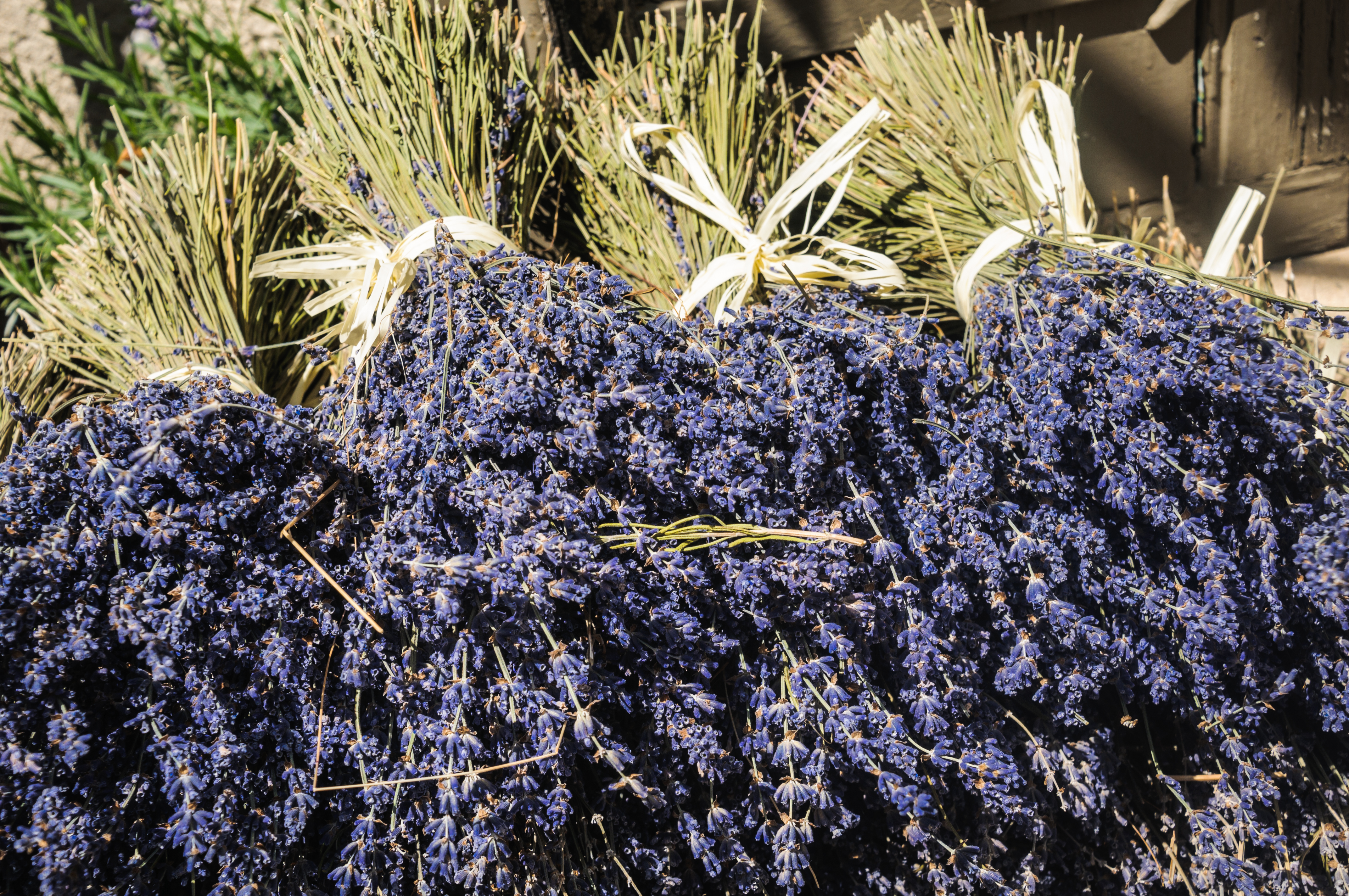 small bunches of lavender in south of france