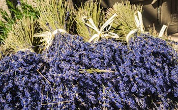 small bunches of lavender in south of france