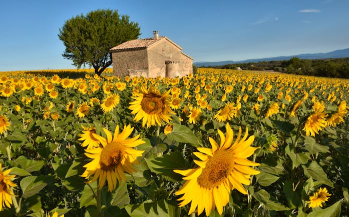 Field of yellow sunflowers with house in middle of it in Provence