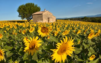 Field of yellow sunflowers with house in middle of it in Provence