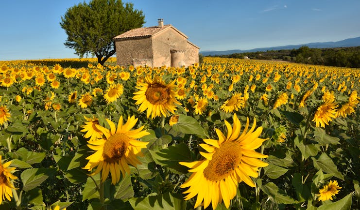 Field of yellow sunflowers with house in middle of it in Provence