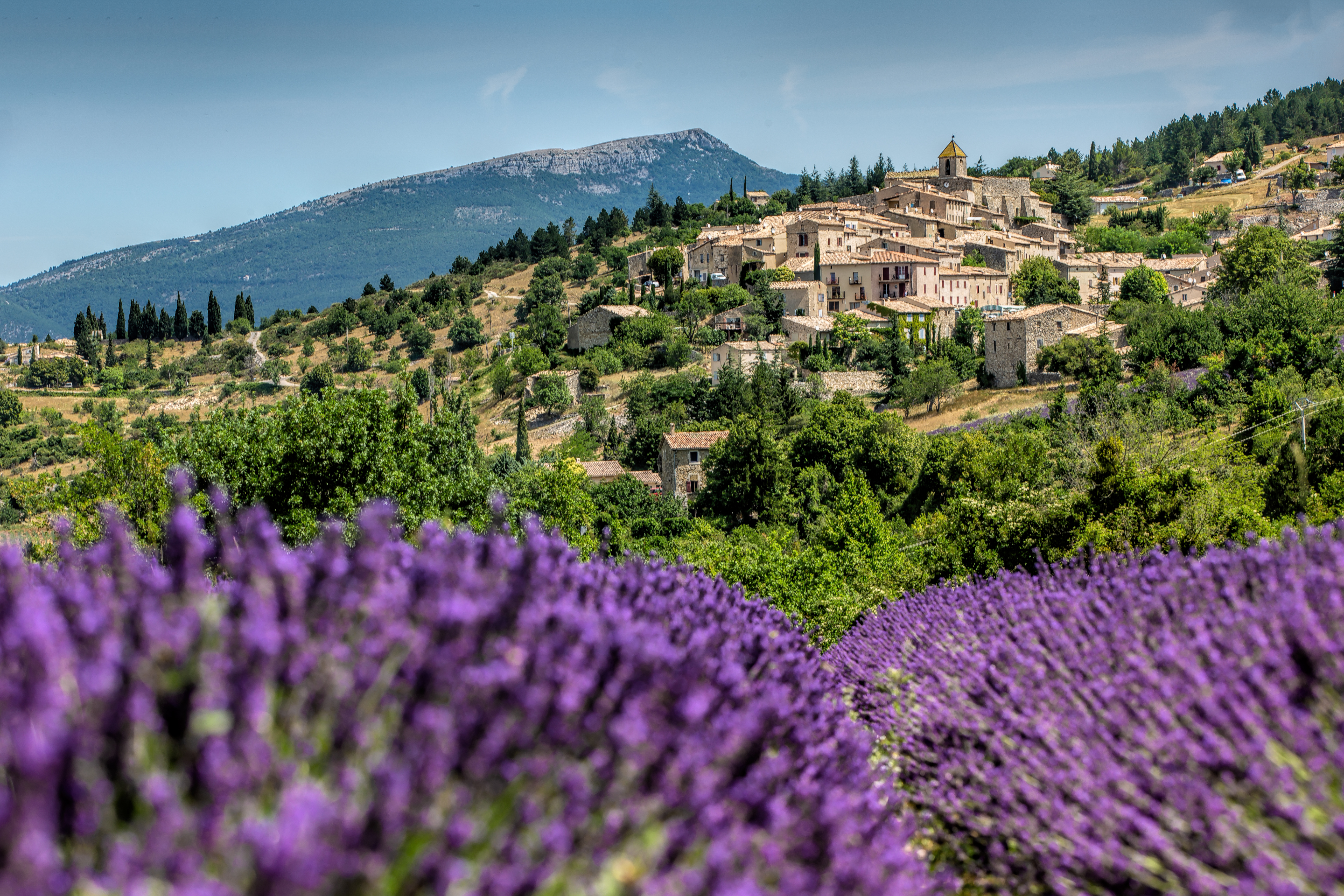 Village of Gordes with lavender clumps in the foreground