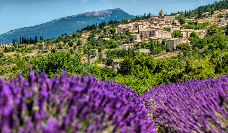 Village of Gordes with lavender clumps in the foreground
