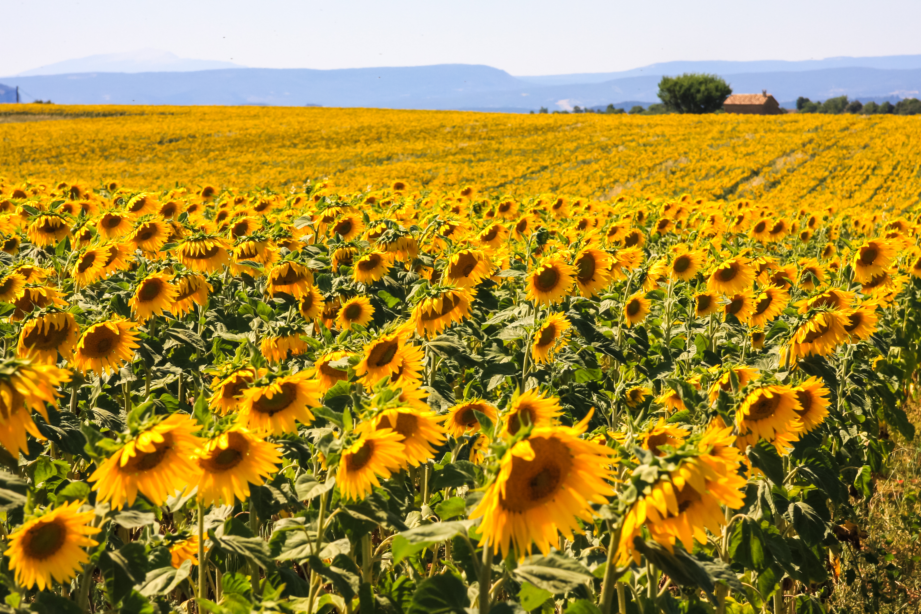 Yellow sunflowers open in summer field in Provence