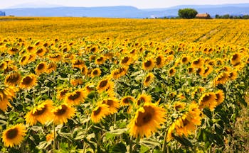 Yellow sunflowers open in summer field in Provence