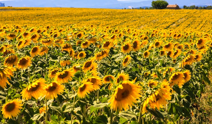 Yellow sunflowers open in summer field in Provence