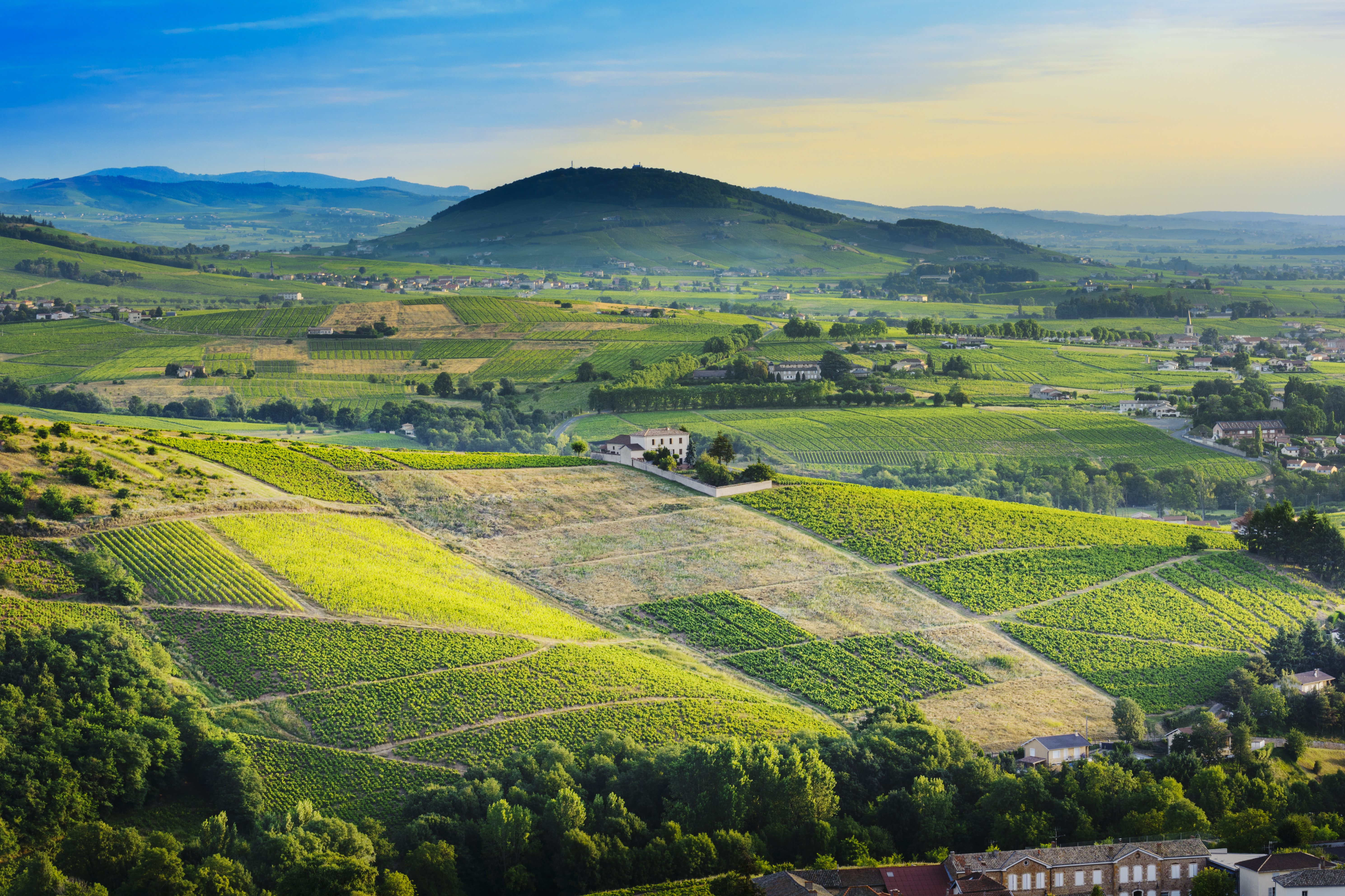View of vineyards of Brouilly in Rhone valley in early morning light